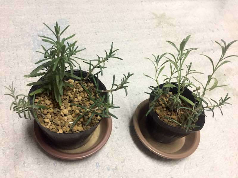 f:id:herblife:20170728165748j:plain f:id:herblife:20170728165748j:plain
