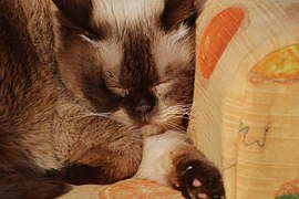 f:id:herdliperte1970:20170213190219j:plain f:id:herdliperte1970:20170213190219j:plain