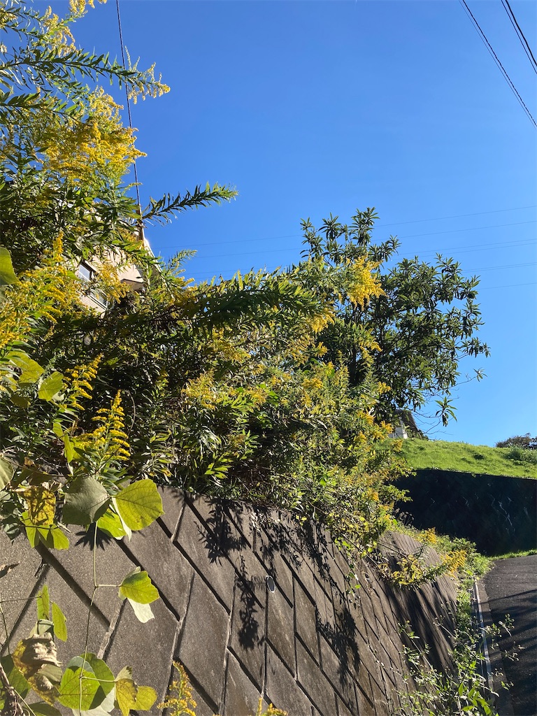 f:id:herecomesthesun3180:20211023140740j:image