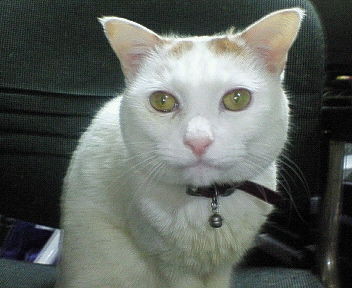 f:id:herecy8:20060325181436j:image:w200