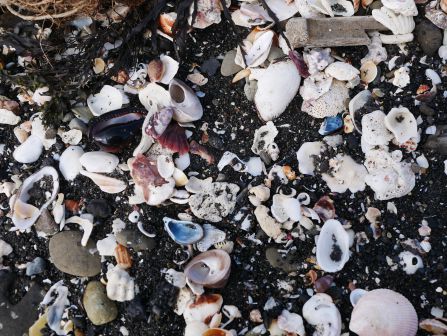 海岸にあるもの、生き物に注意すること