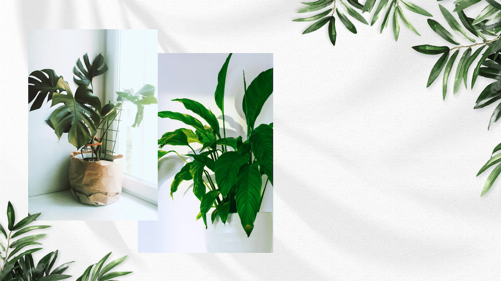 f:id:hermosasflores:20250711190052p:image