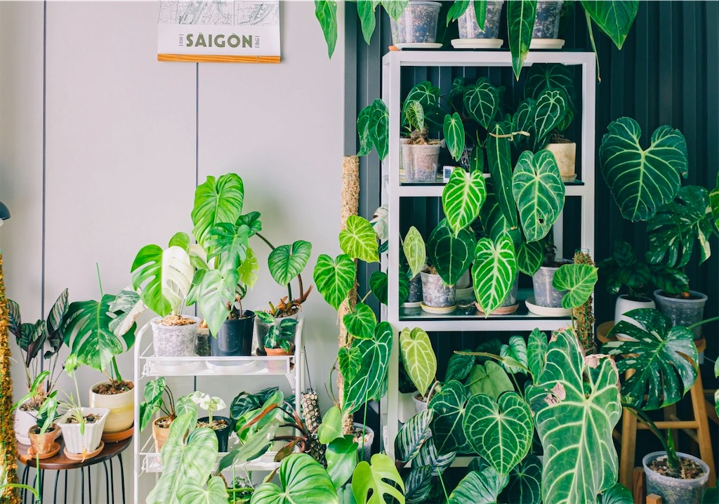 f:id:hermosasflores:20251208185532j:image