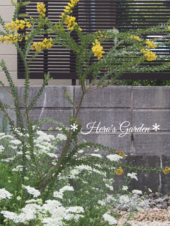 ミモザパールアカシア　80サイズ ミモザパールアカシア 80サイズ ミモザパールアカシア 80サイズ ミモザ