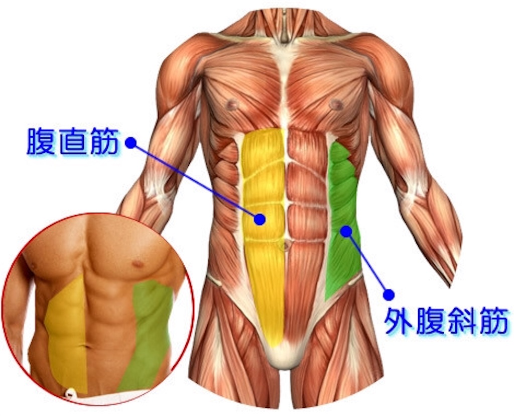 腹筋をより美しいものに 自担で簡単腹斜筋トレ 体が細い とバカにされ 横腹から3本のあばら骨が顔を出す 典型的なガリ男が たった60日間で全身に厚みを帯び 市原隼人のようなモテボディを手に入れる方法 腹筋をより美しいものに 自担で簡単腹斜筋トレ 体が細い とバカにされ 横腹から3本のあばら骨が顔を出す 典型的なガリ男が たった60日間で全身に厚みを帯び 市原隼人のようなモテボディを手に入れる方法