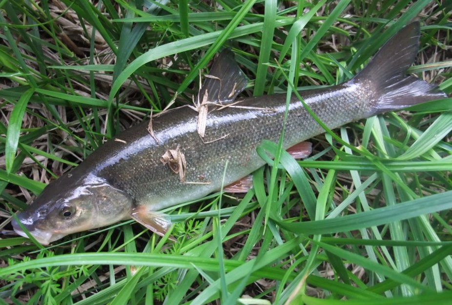 ドブ川のぬし釣り 外道を求めて 33式老後生活