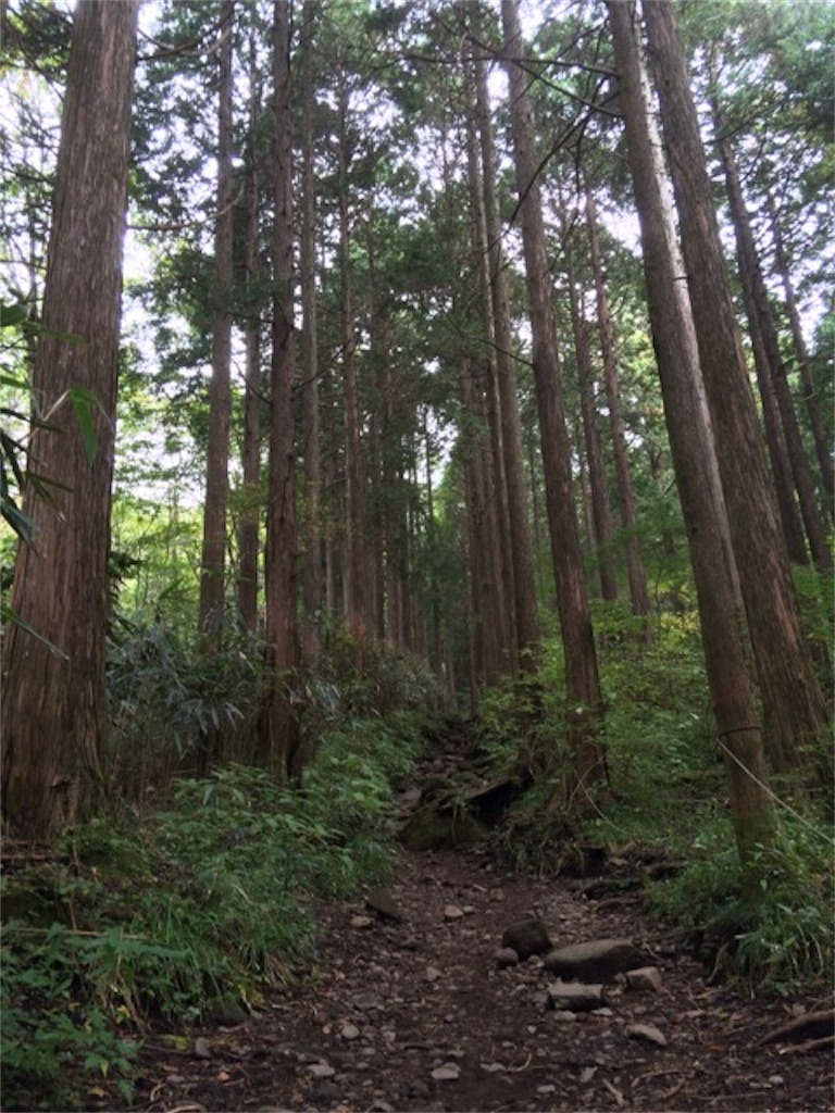 f:id:herpes_carrier:20171001214755j:image 金時山登山道風景