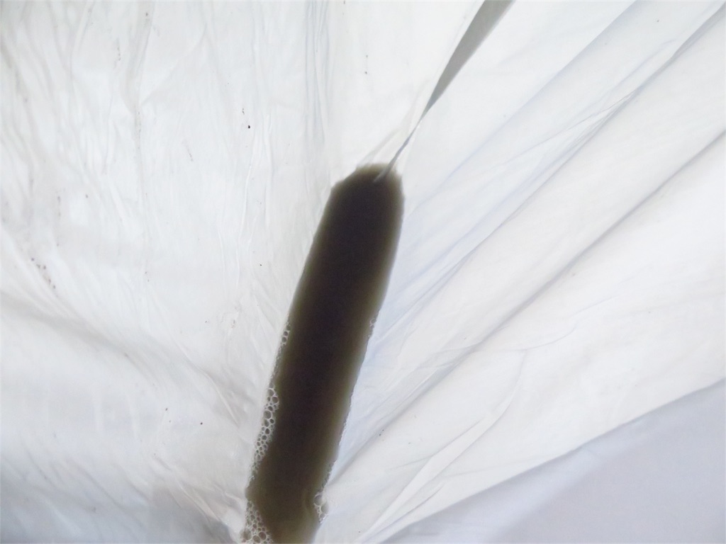 f:id:herpes_carrier:20180610204711j:image f:id:herpes_carrier:20180610204711j:image