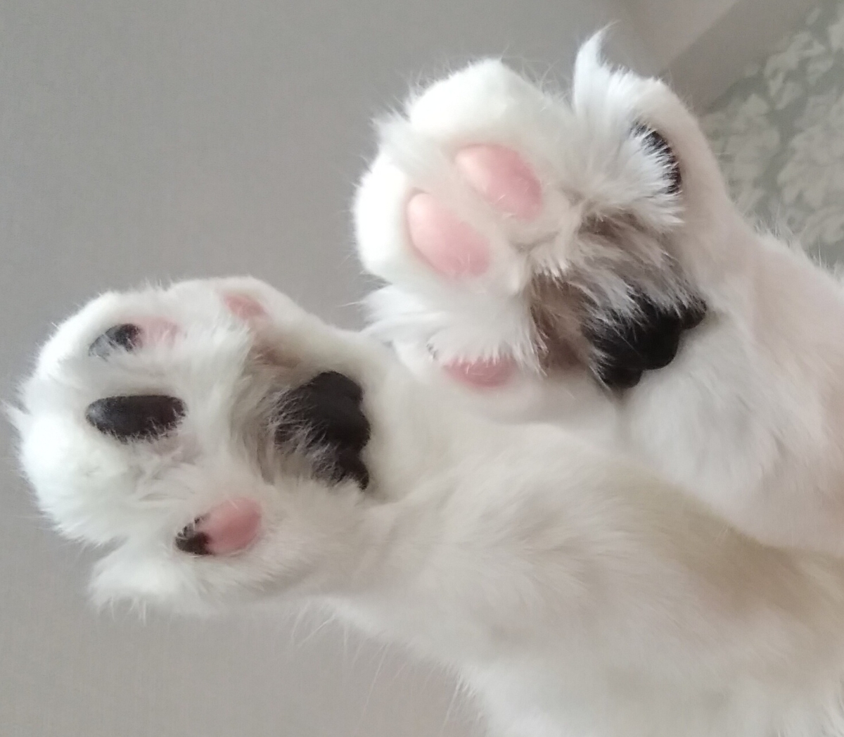 f:id:herrscherinnen:20190411211653j:plain f:id:herrscherinnen:20190411211653j:plain