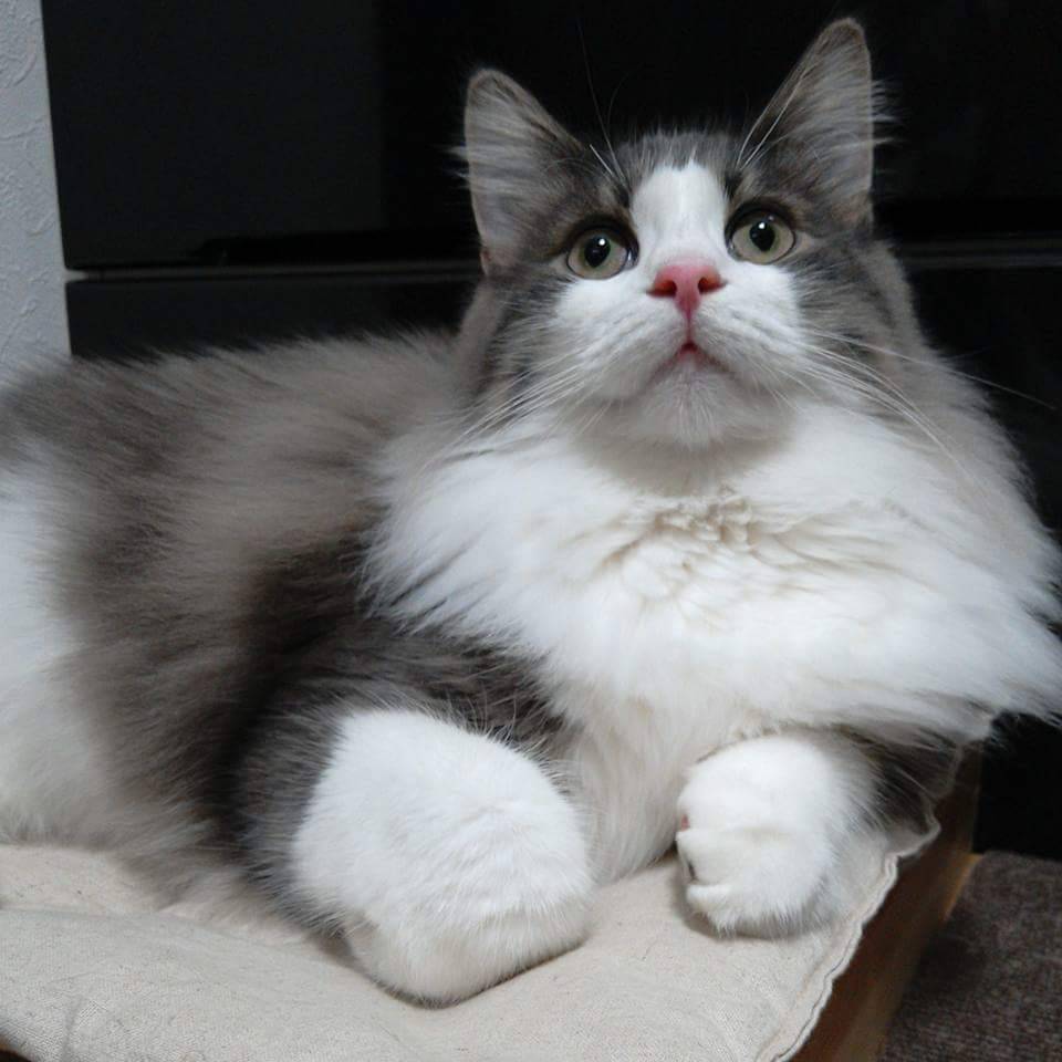 f:id:herrscherinnen:20190417213311j:plain f:id:herrscherinnen:20190417213311j:plain