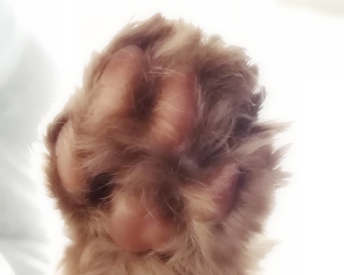 f:id:herrscherinnen:20190419184507j:plain f:id:herrscherinnen:20190419184507j:plain