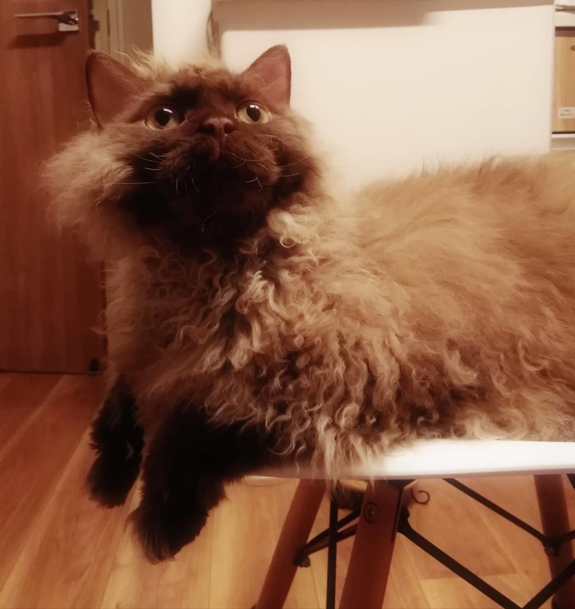 f:id:herrscherinnen:20190421214036j:plain f:id:herrscherinnen:20190421214036j:plain