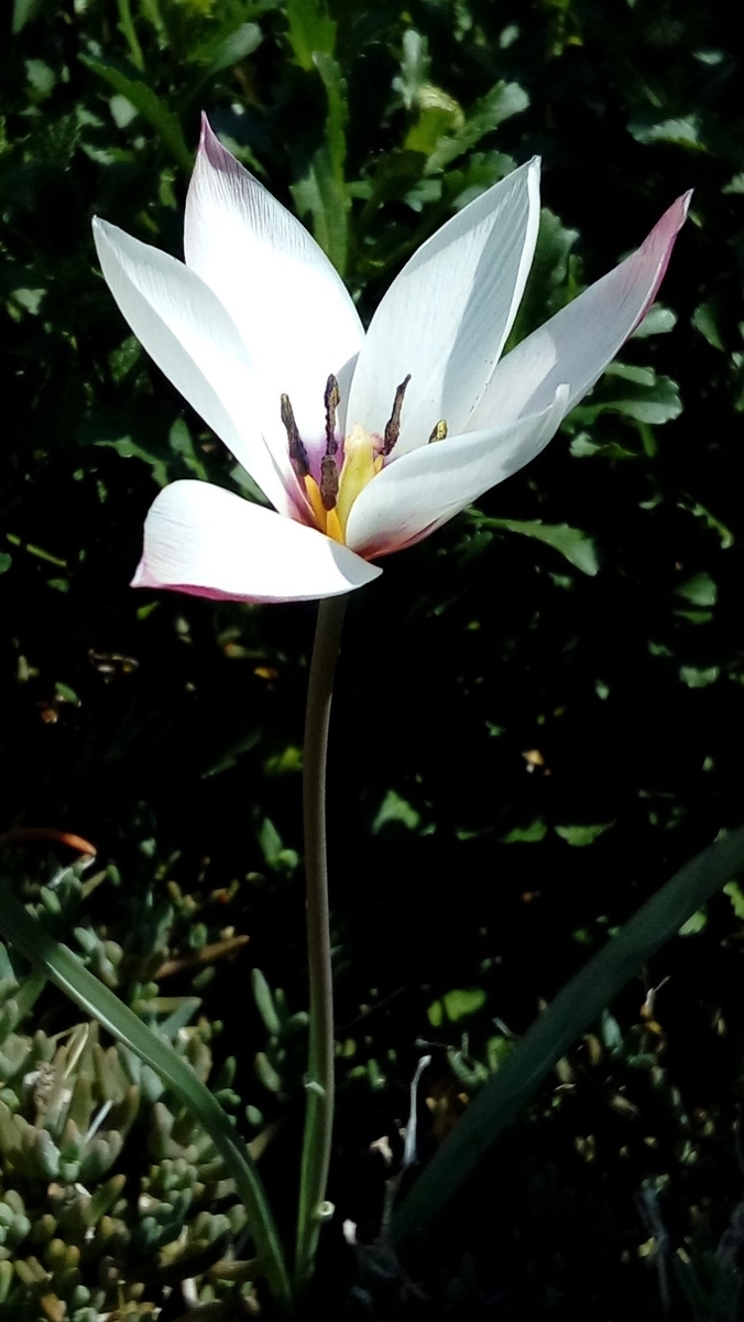 f:id:herrscherinnen:20190422203713j:plain f:id:herrscherinnen:20190422203713j:plain