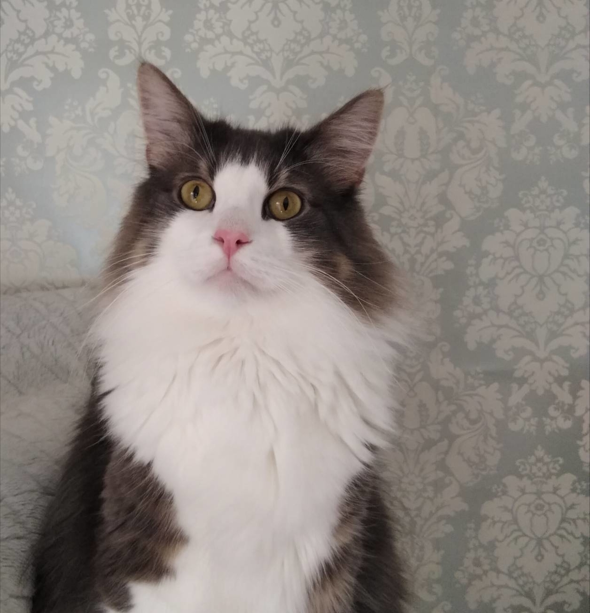 f:id:herrscherinnen:20190423192002j:plain f:id:herrscherinnen:20190423192002j:plain
