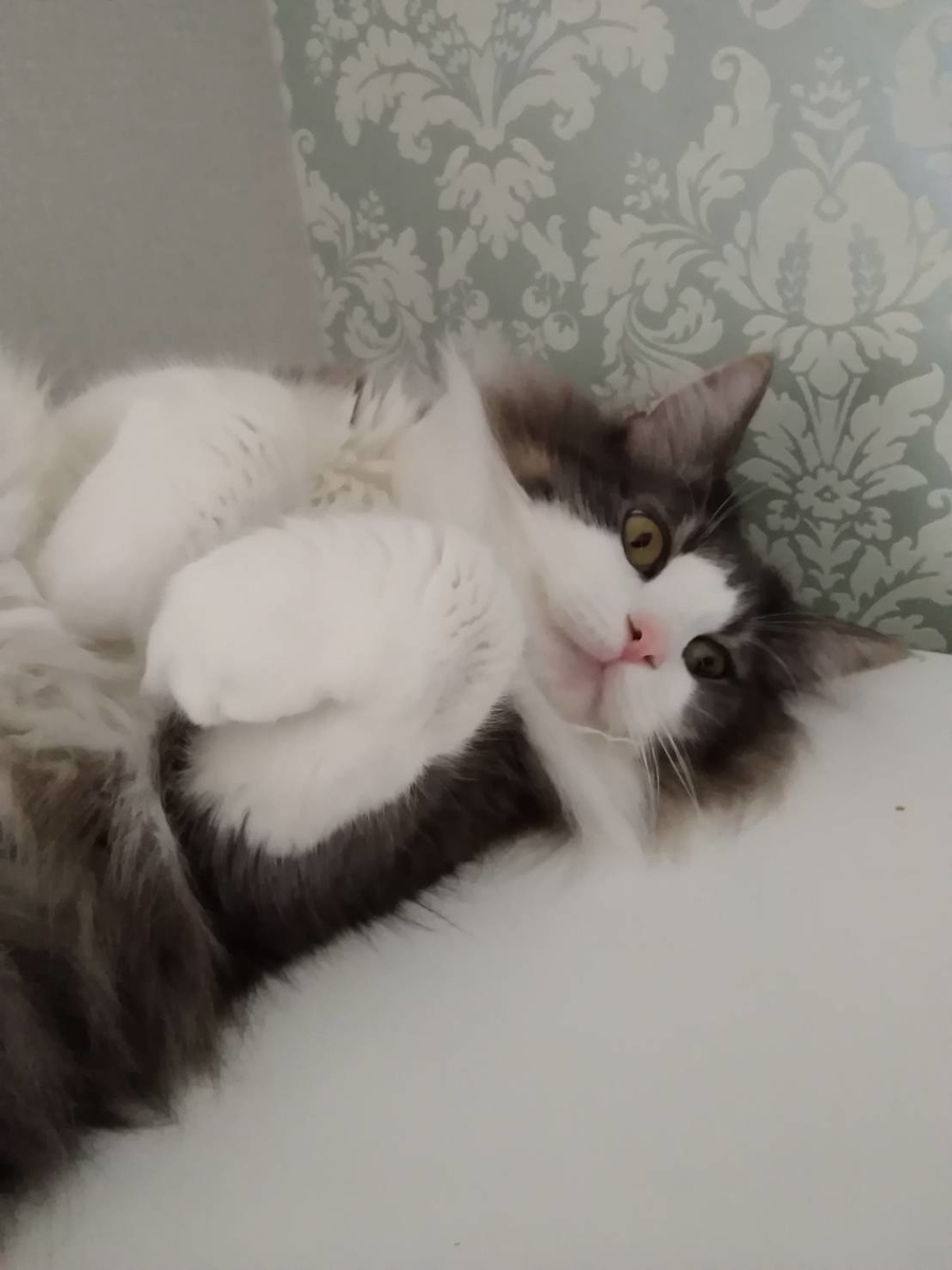 f:id:herrscherinnen:20190423194406j:plain f:id:herrscherinnen:20190423194406j:plain
