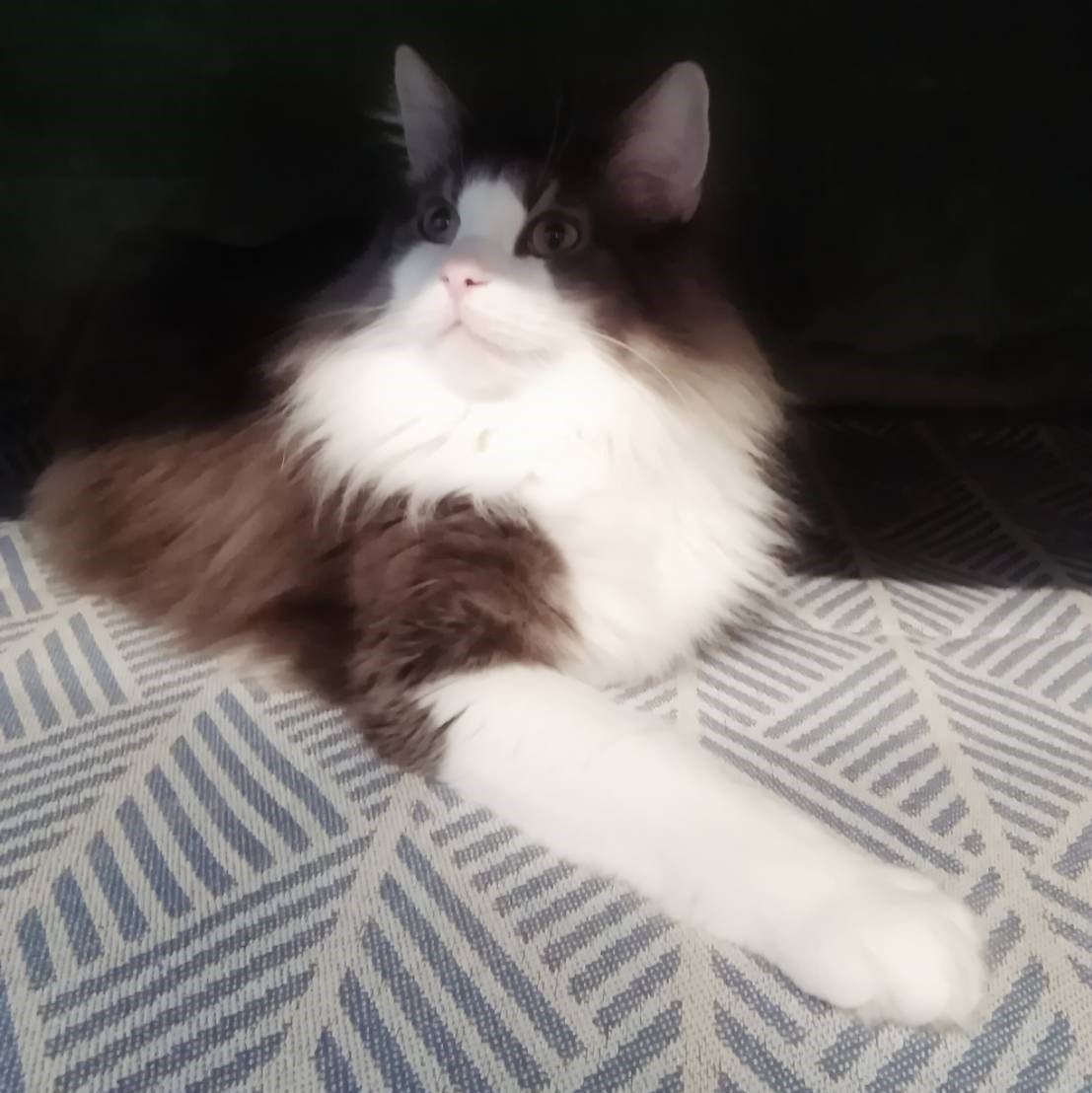 f:id:herrscherinnen:20190427093541j:plain f:id:herrscherinnen:20190427093541j:plain