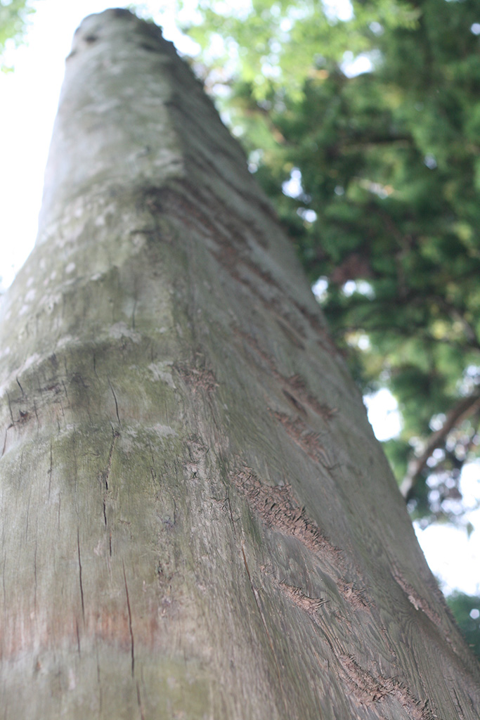 f:id:hesocha:20151020100402j:plain f:id:hesocha:20151020100402j:plain