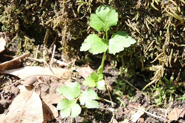 f:id:hesocha:20170416200918j:plain