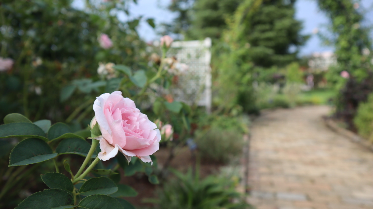 f:id:hetarelure:20190710161723j:plain f:id:hetarelure:20190710161723j:plain