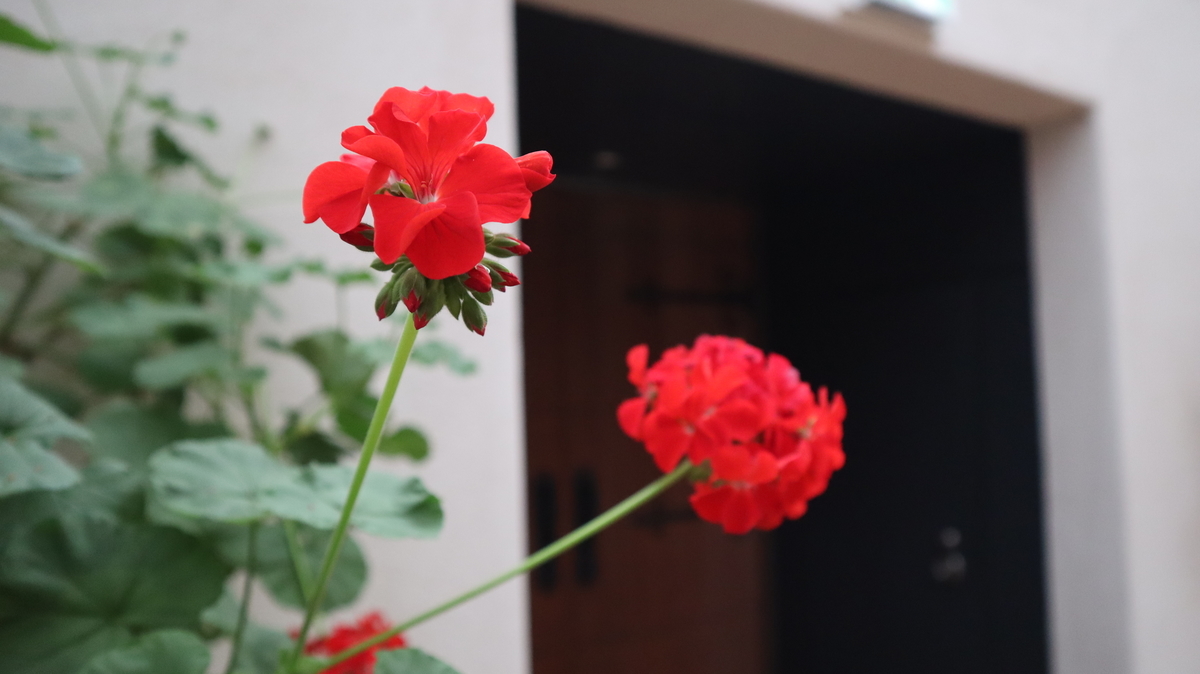f:id:hetarelure:20190710161741j:plain f:id:hetarelure:20190710161741j:plain