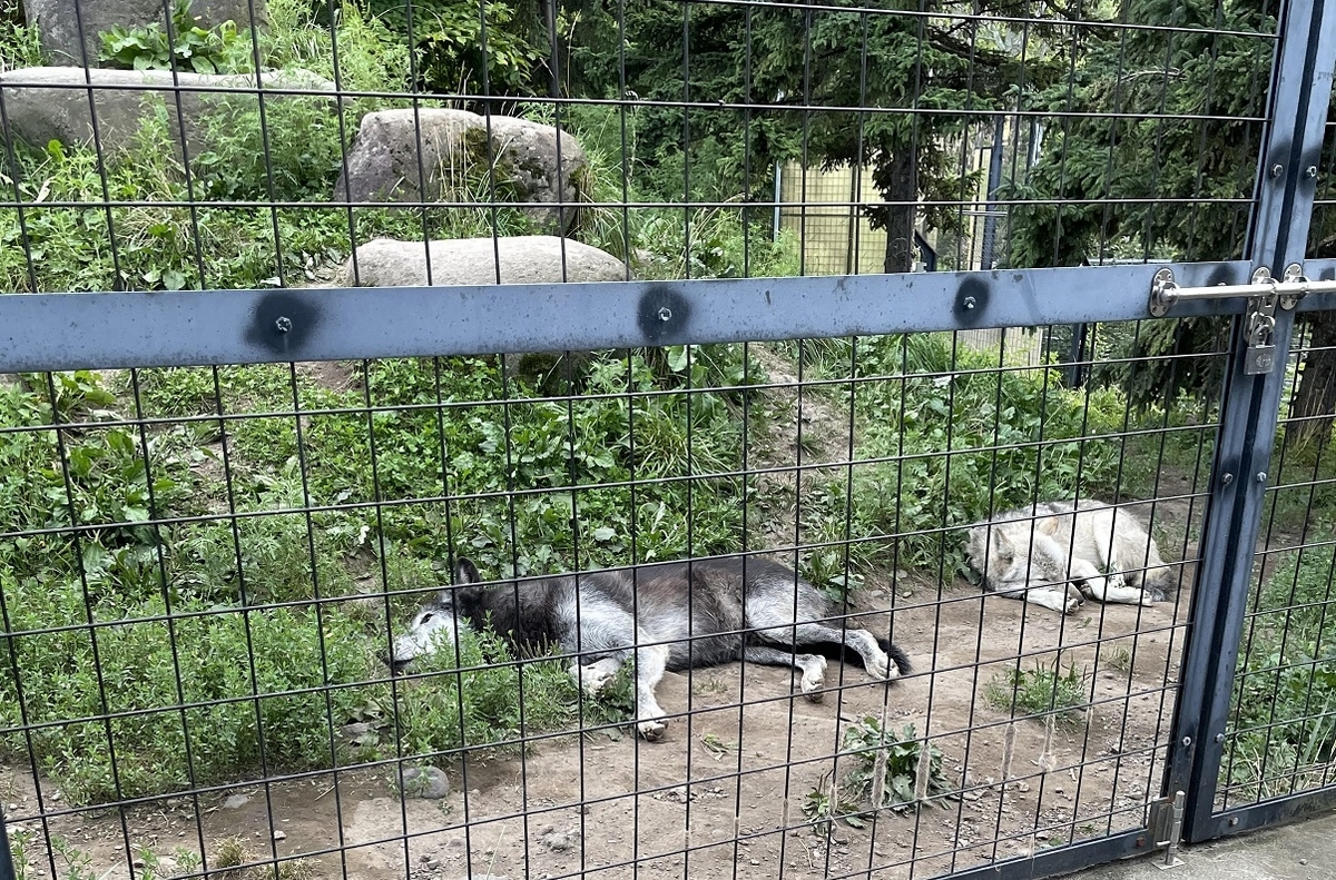 夜の動物園 @旭山動物園 - 札幌でひっそり暮らす人
