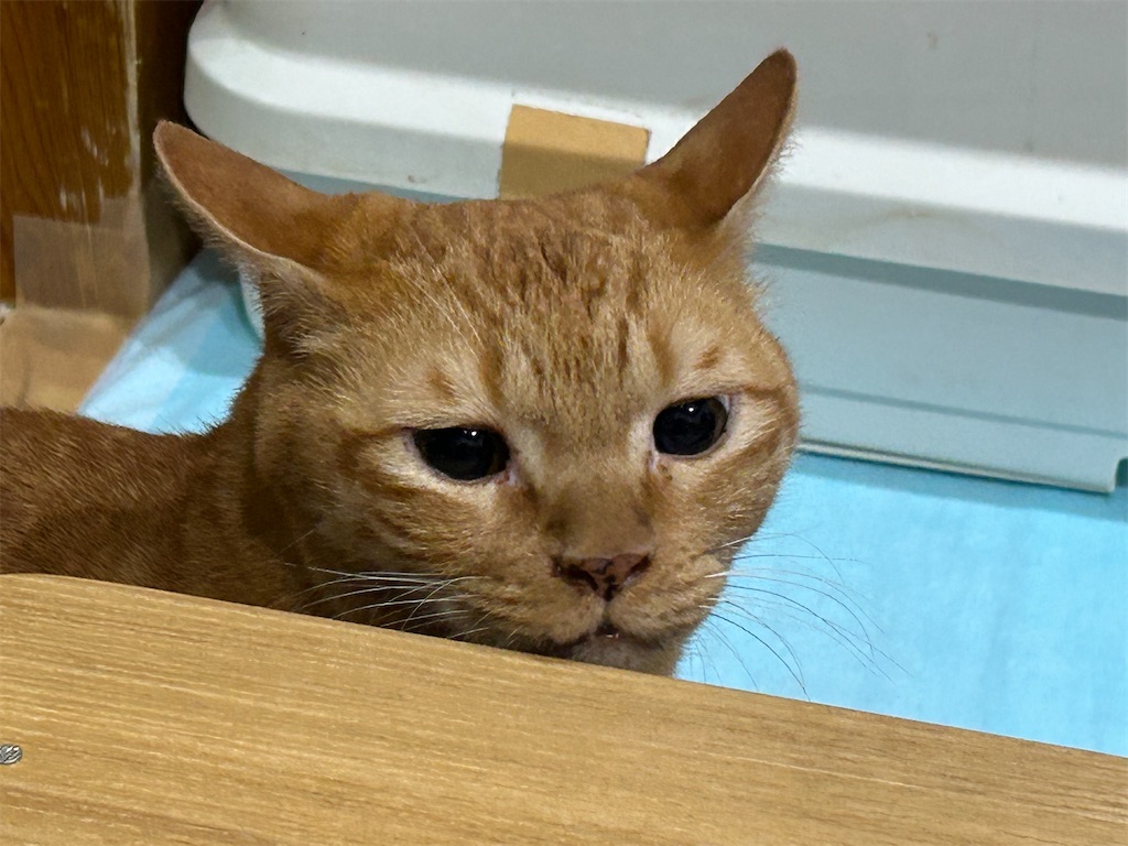 f:id:heurige2:20251129104634j:image