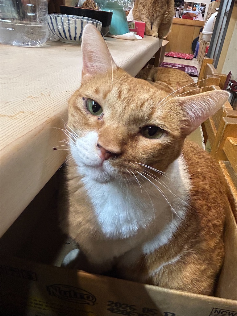 f:id:heurige2:20251129105859j:image