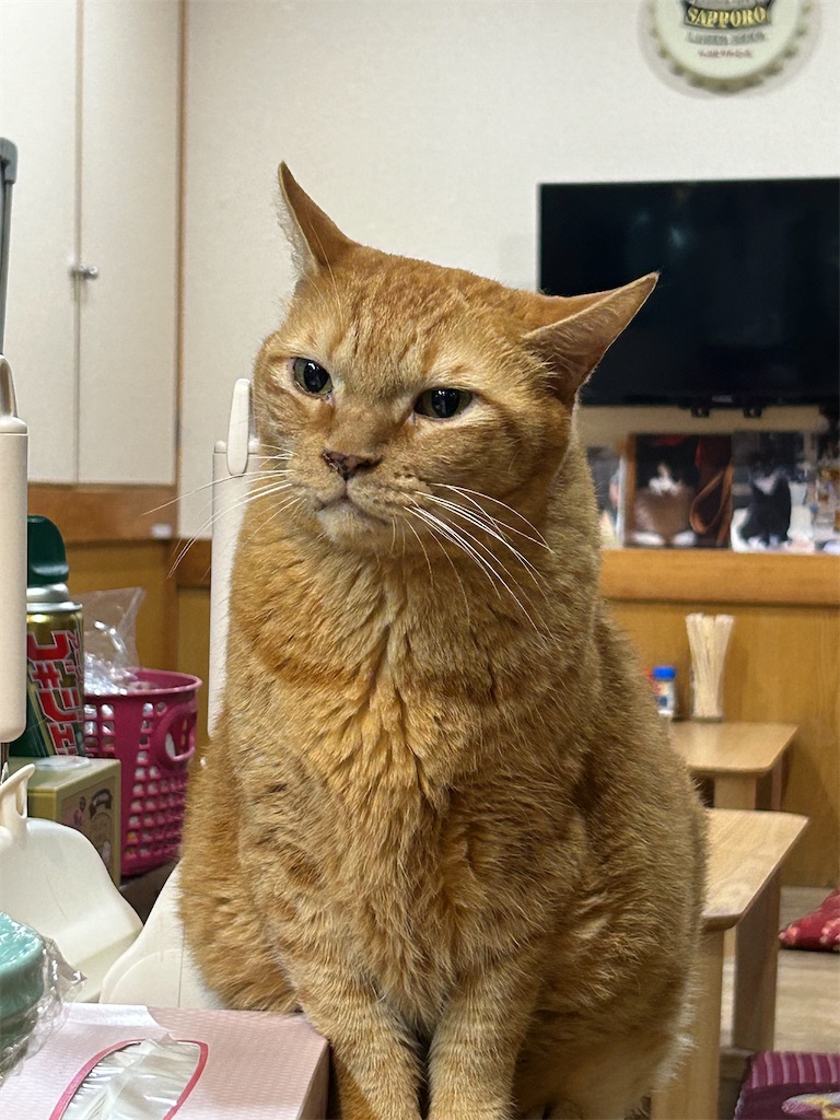 f:id:heurige2:20251129105917j:image