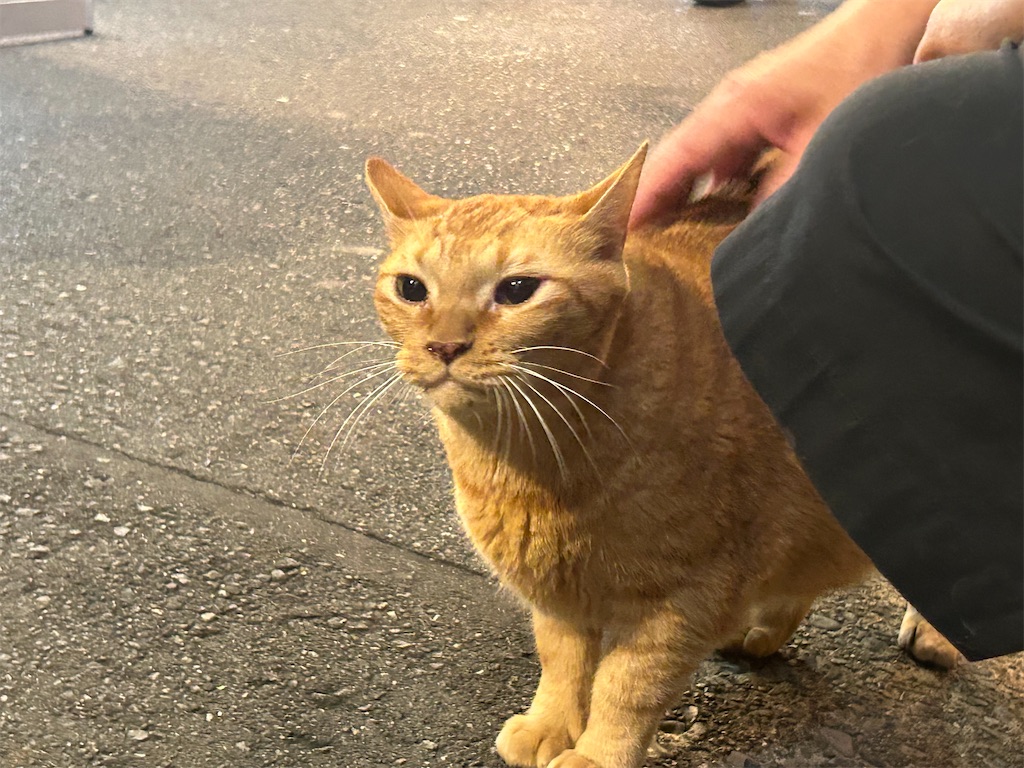 f:id:heurige2:20251129113800j:image