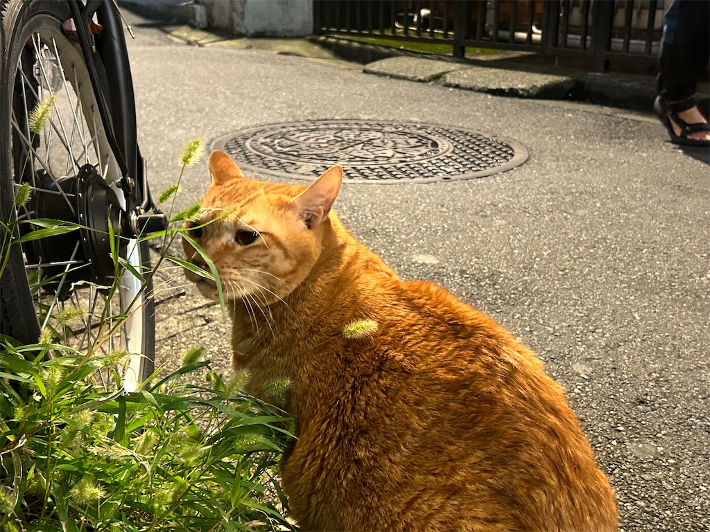 f:id:heurige2:20251129113830j:image