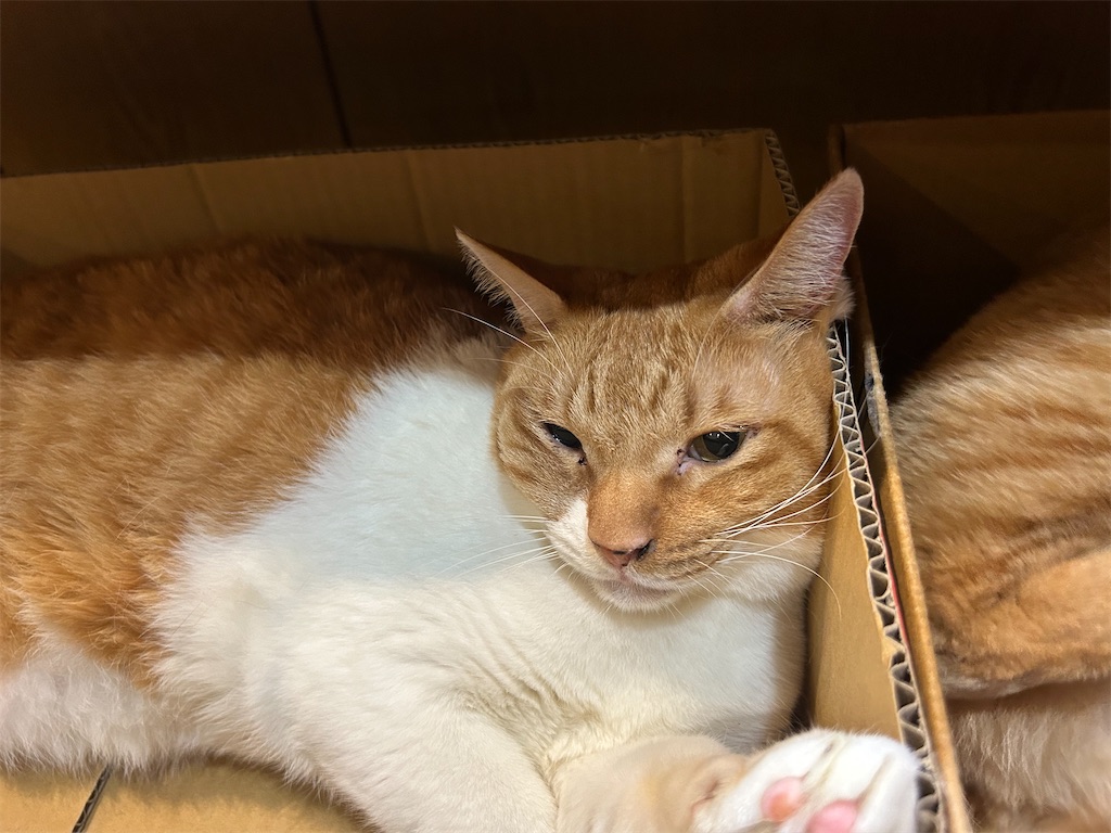 f:id:heurige2:20251129113908j:image