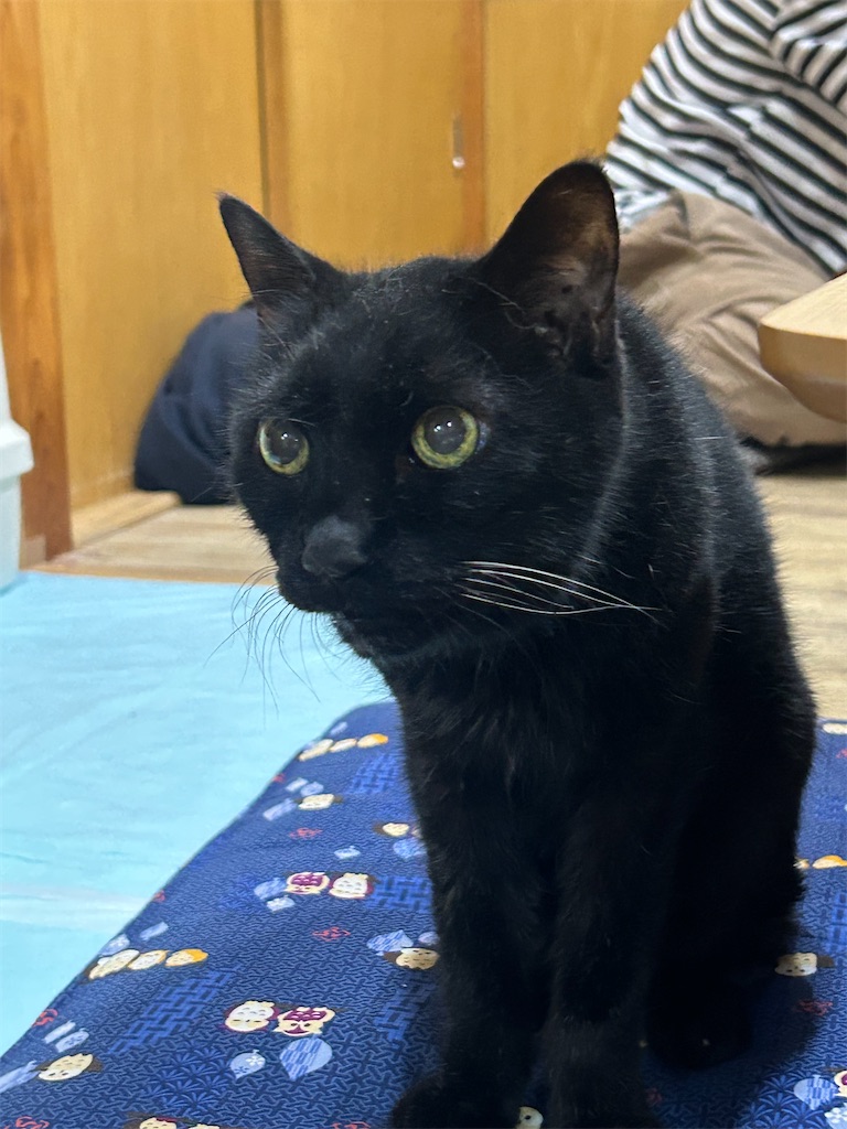 f:id:heurige2:20251129113920j:image