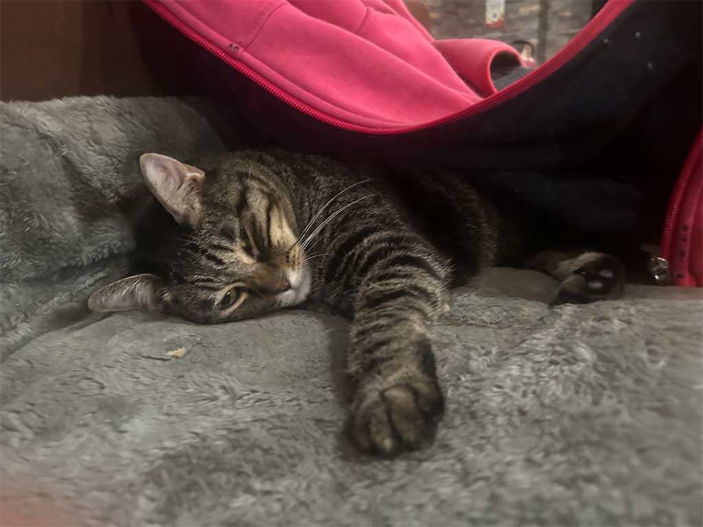 f:id:heurige2:20251129130456j:image