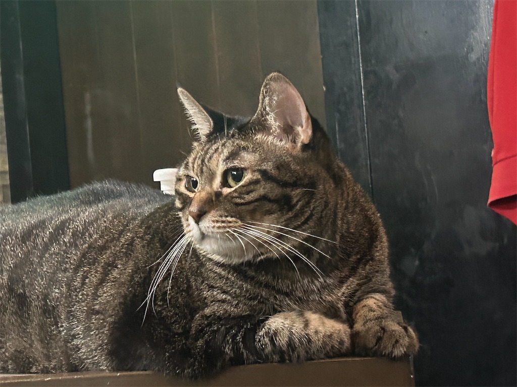 f:id:heurige2:20251129130515j:image