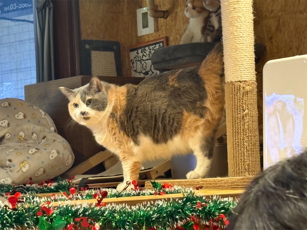 f:id:heurige2:20251222082532j:image