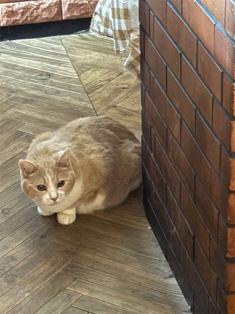 f:id:heurige2:20251222082550j:image