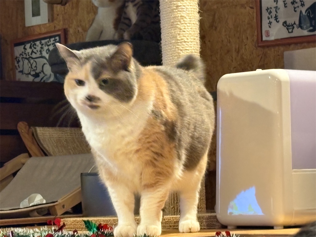 f:id:heurige2:20251222082553j:image