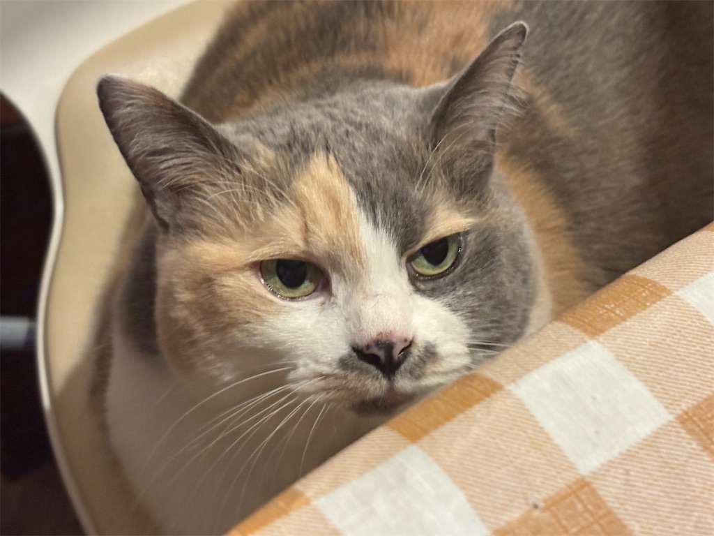 f:id:heurige2:20251222082607j:image