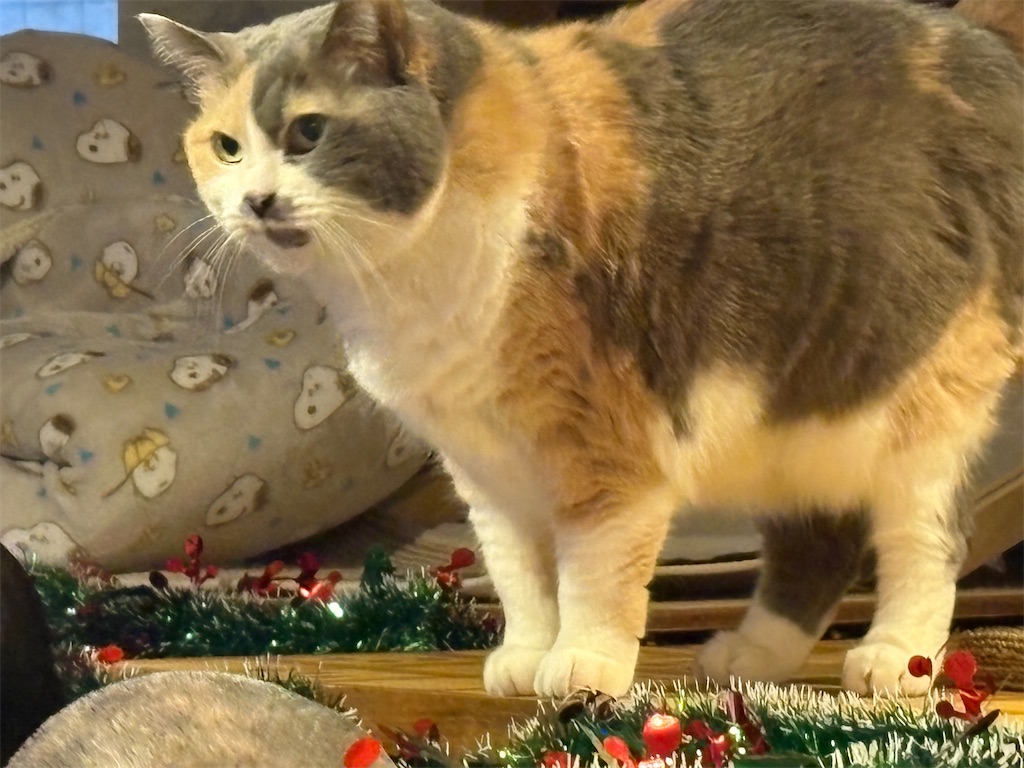 f:id:heurige2:20251222082617j:image