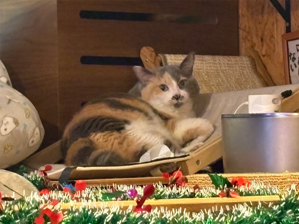 f:id:heurige2:20251222082620j:image