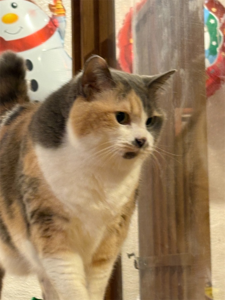 f:id:heurige2:20251222082639j:image