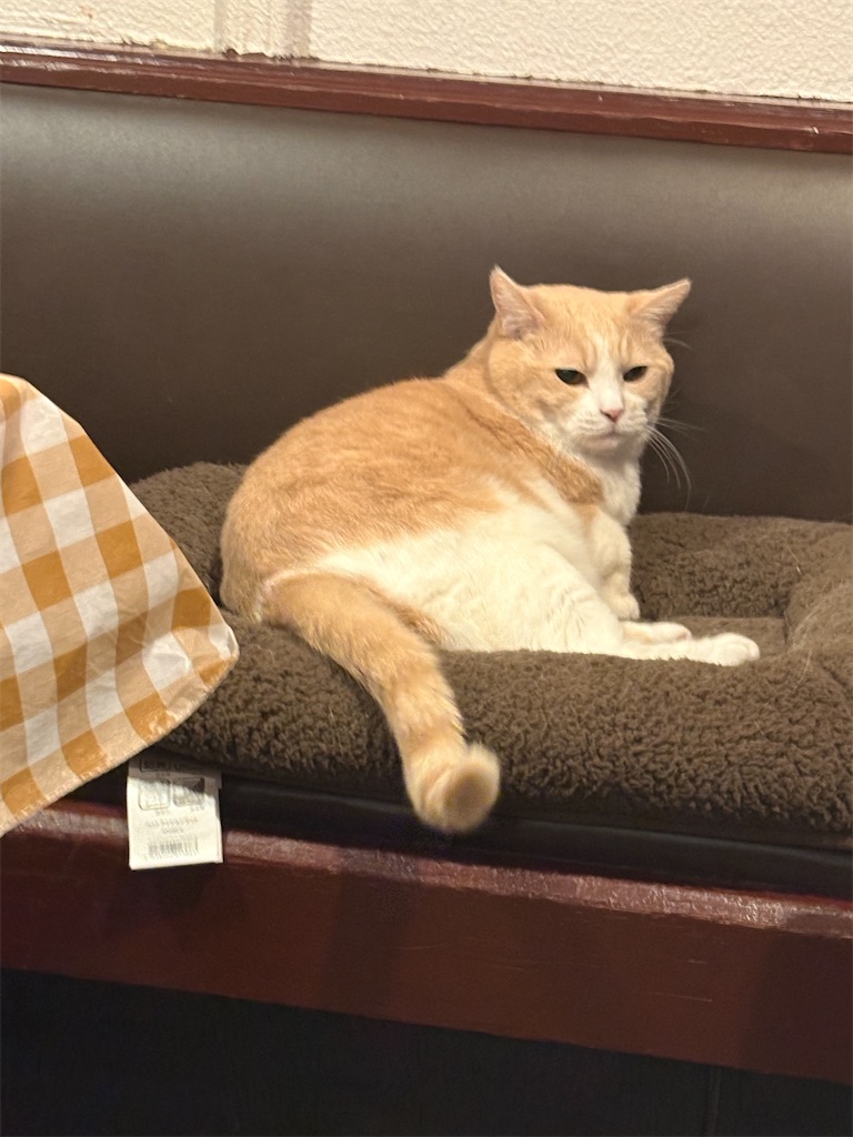 f:id:heurige2:20251222082650j:image