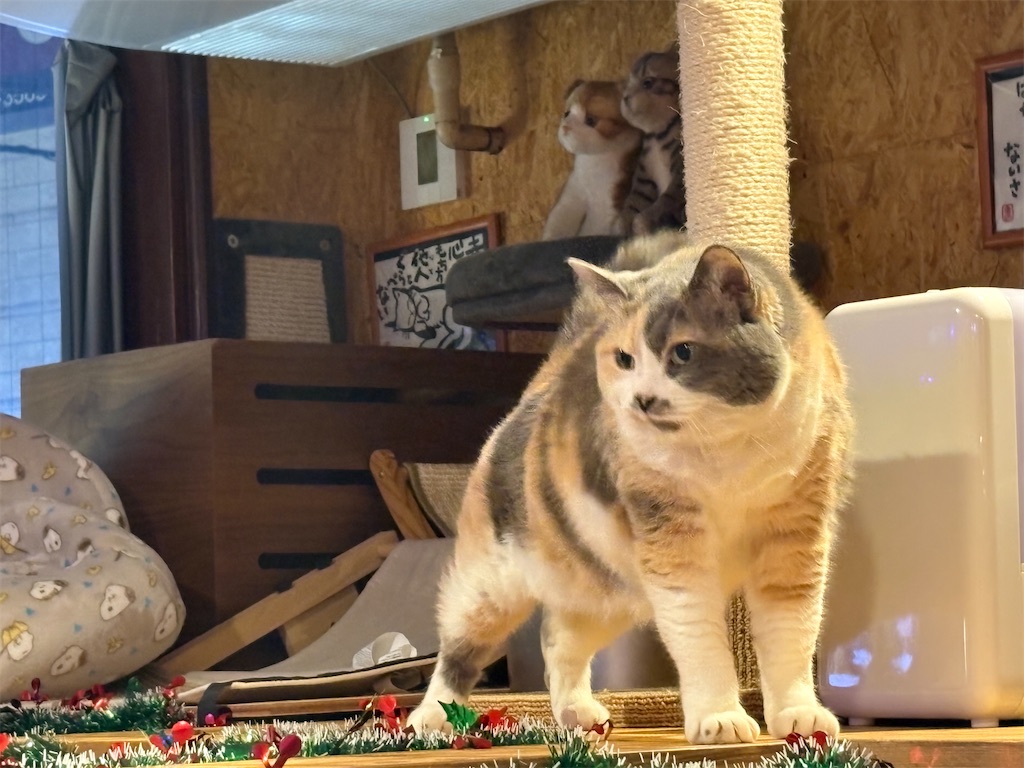 f:id:heurige2:20251222082657j:image