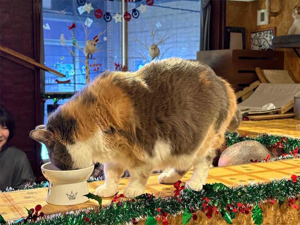 f:id:heurige2:20251222082718j:image