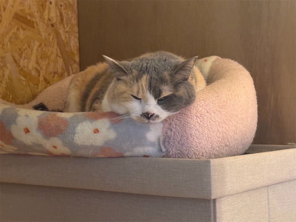 f:id:heurige2:20251222082725j:image