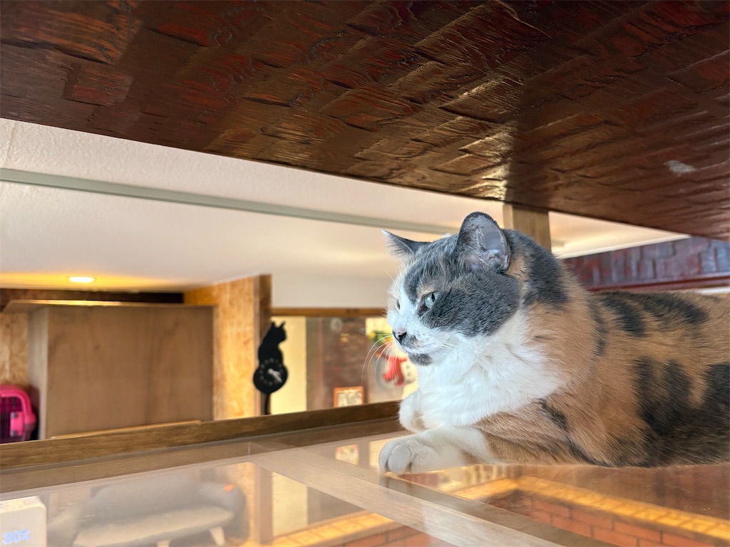 f:id:heurige2:20260204080128j:image