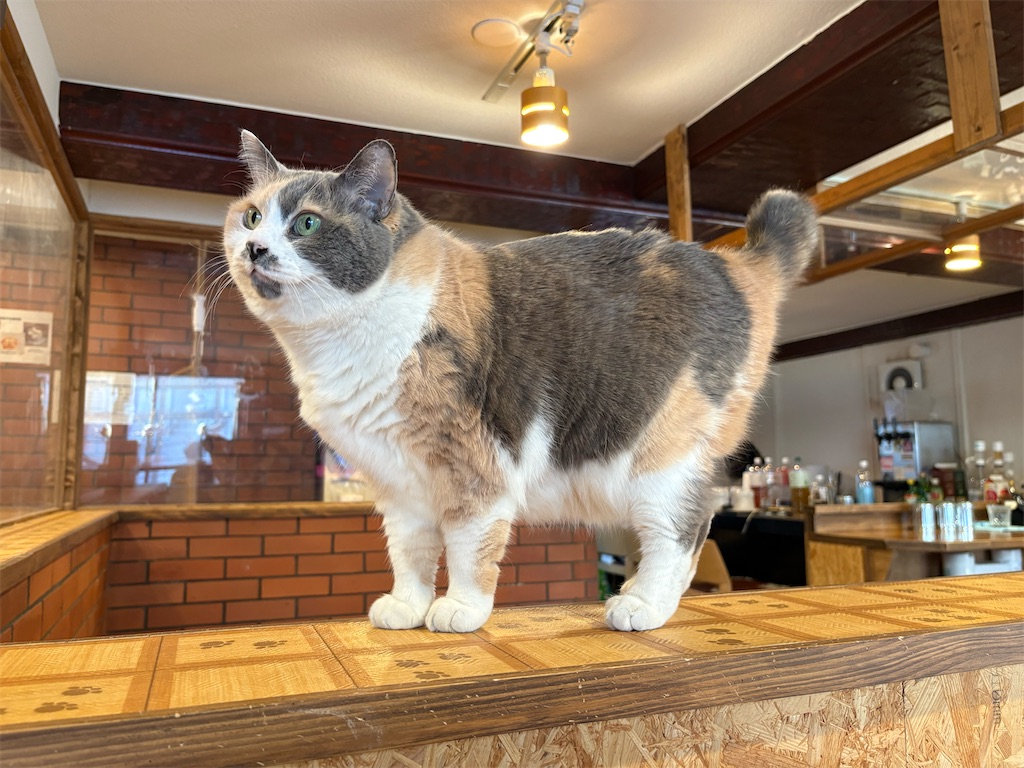 f:id:heurige2:20260204080132j:image