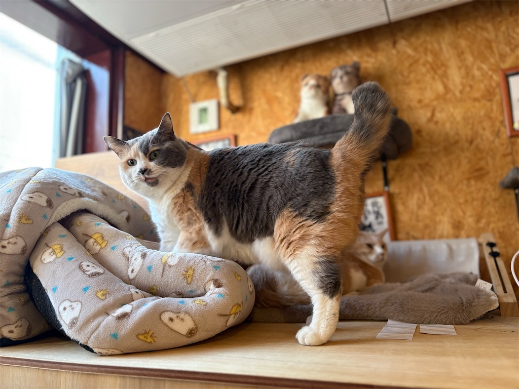 f:id:heurige2:20260204080252j:image