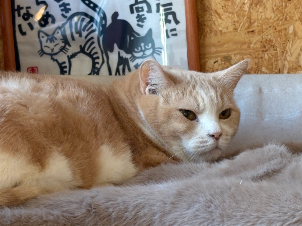 f:id:heurige2:20260204080256j:image