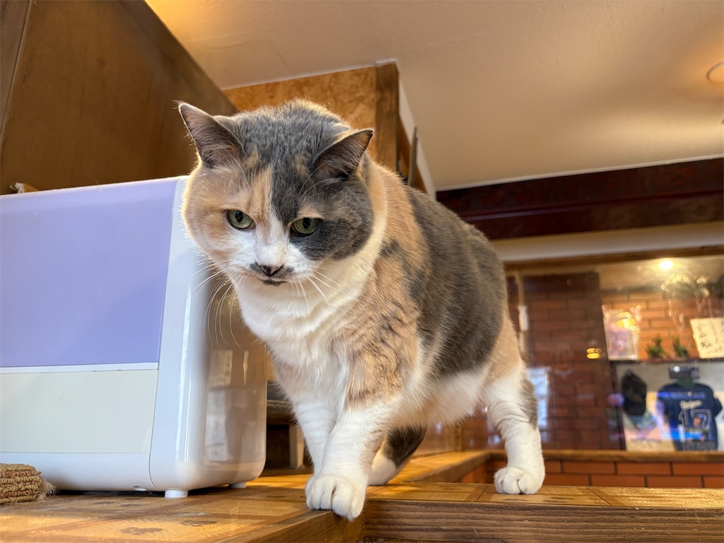 f:id:heurige2:20260204080307j:image